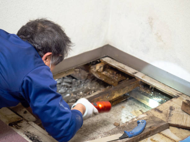 Best Attic Mold Removal  in Moose Lake, MN