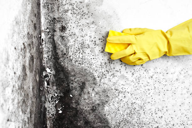 Best Toxic Mold Removal  in Moose Lake, MN