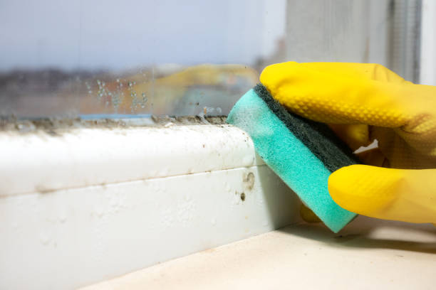 Best Attic Mold Removal  in Moose Lake, MN