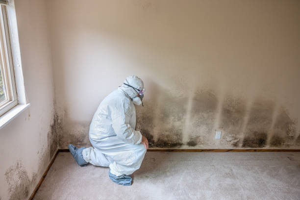 Best Mold Removal Specialists  in Moose Lake, MN